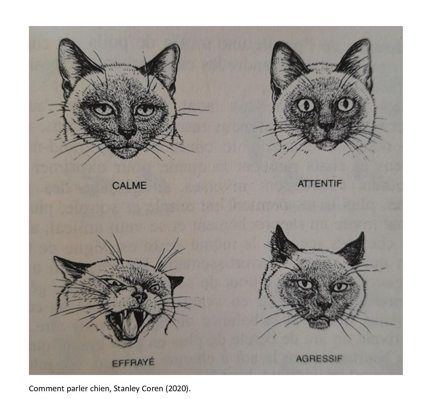 Chat communication moustaches 1