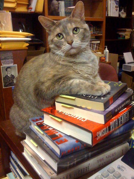 Chat livres bibliotheque 1
