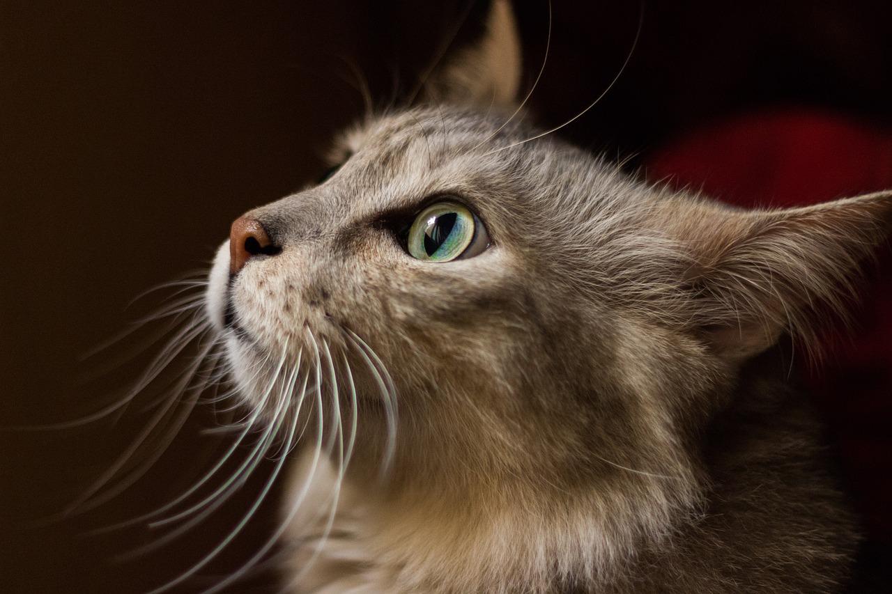 Chat moustaches 1