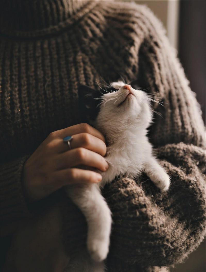 Chaton comportementaliste 1