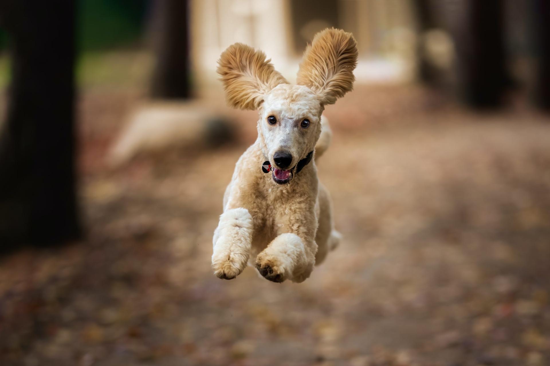 Promenade chien caniche content fore t scaled
