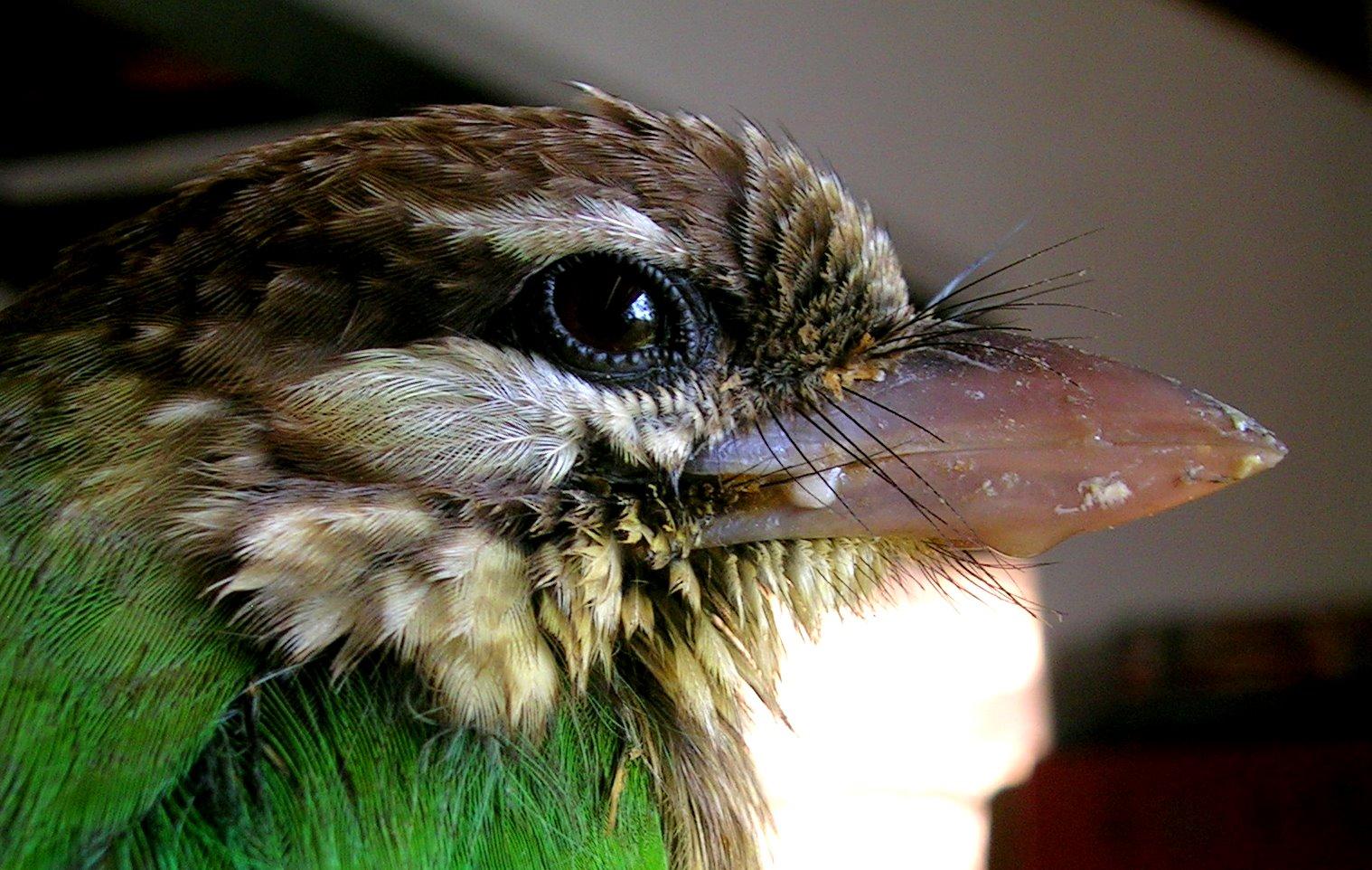 Vibrisses barbet oiseau 1