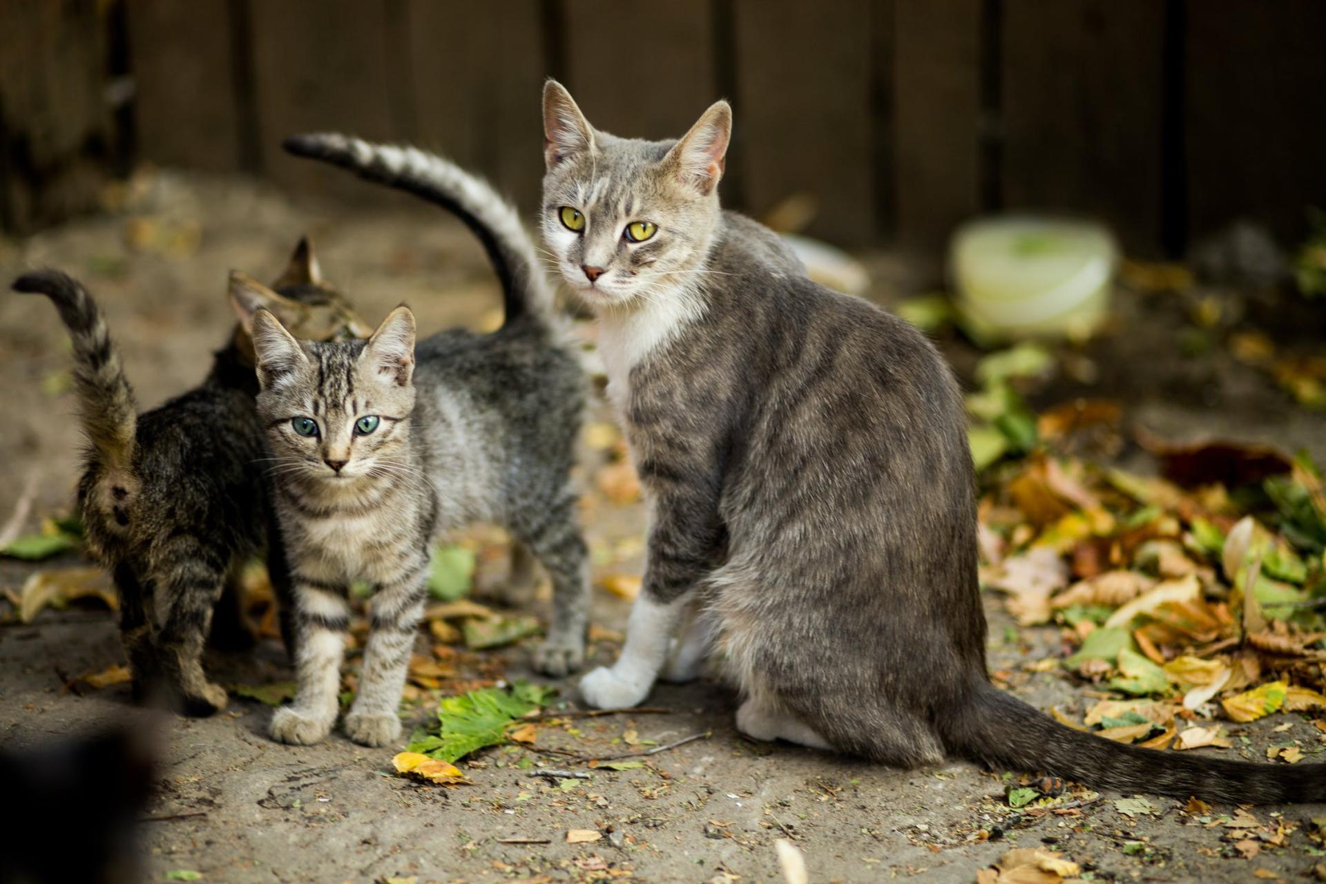Visite chats me re chatons jardin