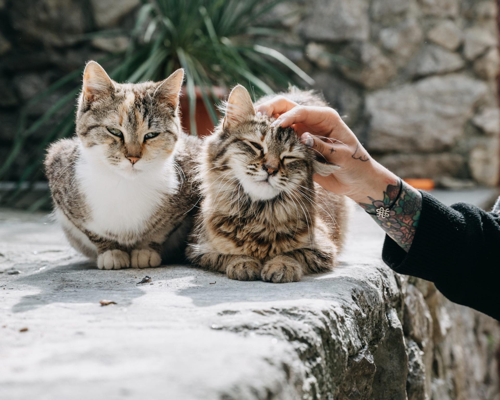 Visite chats seniors jardin scaled