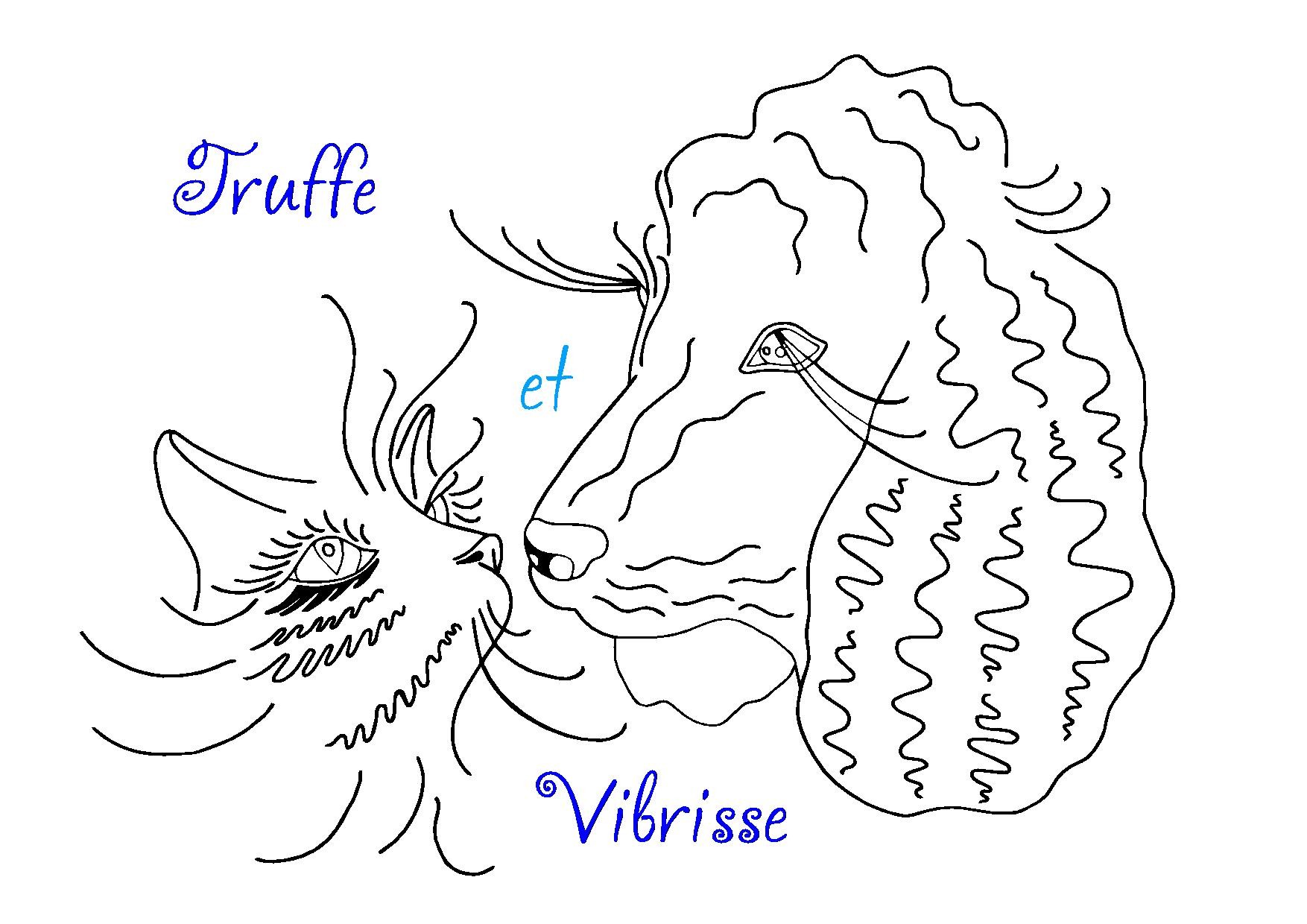 Truffe et Vibrisse